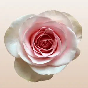 Novia Fresh Roses Classic Variety 50cm Total Length Premium Imported From Ecuador