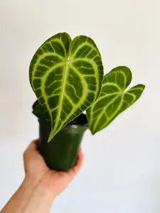 Anthurium Clarinervium x Ace of Spades - Rare Aroids - Live Houseplant in 4” Pot