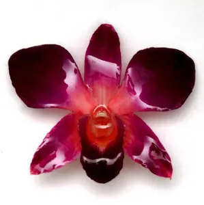 Purple-Pink Dendrobium Orchid pin.