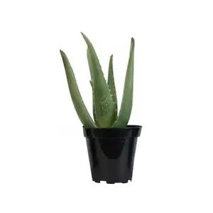 Aloe Vera plant in 11oz pot. Great for skin all natural organic