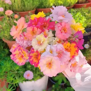 1000 Portulaca Seeds - Double-flowered Moss Rose Annual Perennial for Planting Outdoors Non GMO Mixed Colors Large Blooms Attract Pollinators