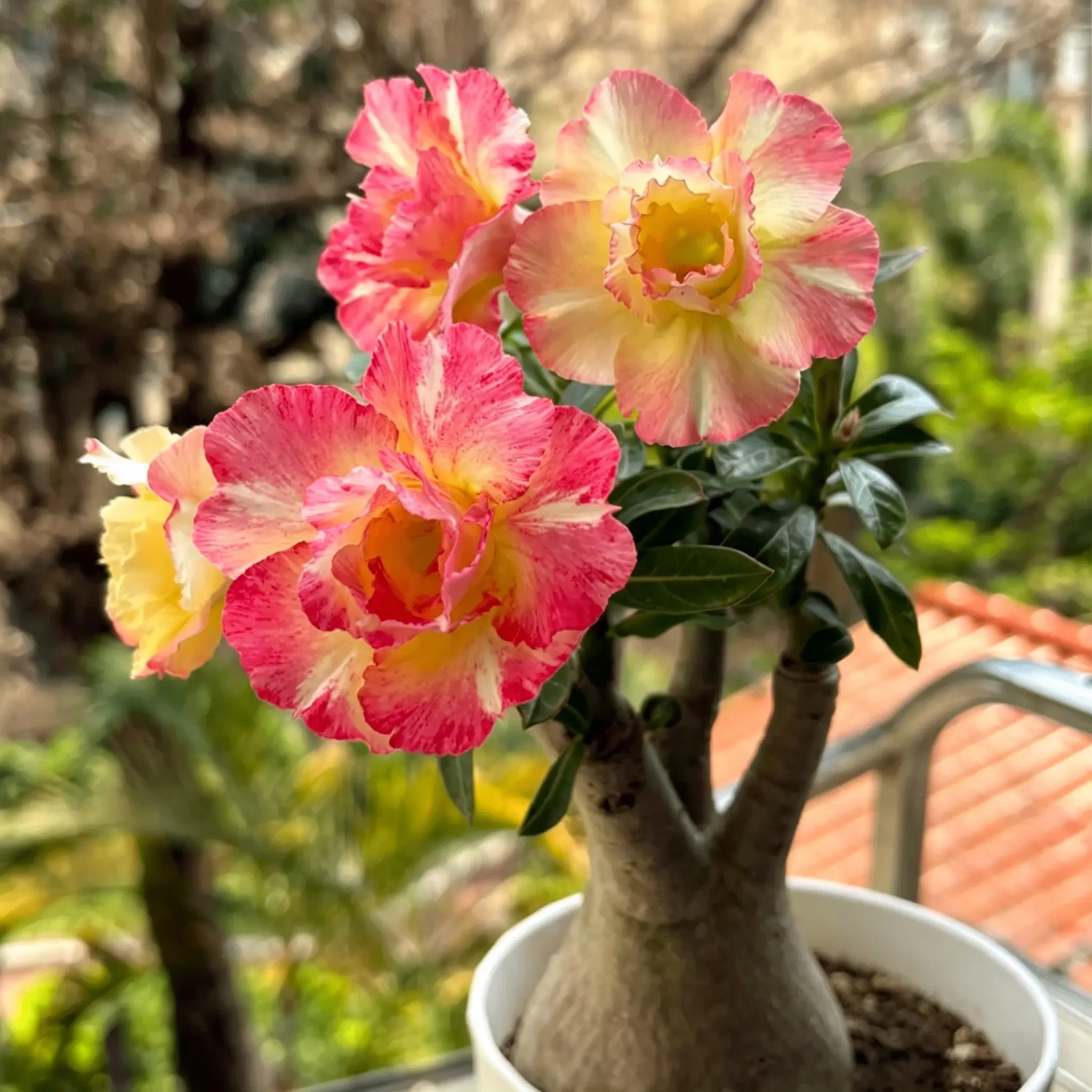 Multi-Color Desert Rose Flowering Seedlings - Focal Plant for Home Gardens, Essential for Home Improvement & Garden Supplies Needs