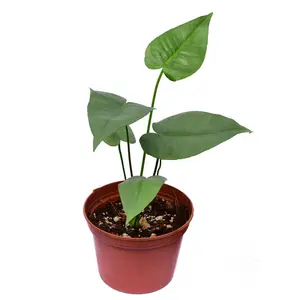 Anthurium xanthophylloides (seedling)