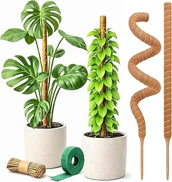 hanging heart leaf philodendron Heart Leaf Philodendron hanging Plant 6'' pot live Plant – Dose of  Succulents