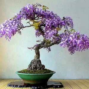 Wisteria Bonsai Seeds -Traditional Varieties, Flower Seeds, Suitable For Indoor And Exotic Gardening, Suitable For Potted And Garden Cultivation