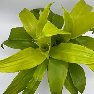 Dracaena limelight  6" pot  House Plant Beginner Friendly Low Maintenance Vibrant Foliage Decorative Home Accent