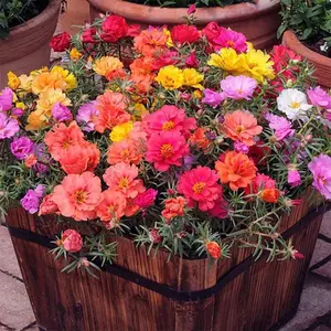 2000 Mixed Moss Rose Seeds - HOA Mười Giờ - AKA. Portulaca Grandiflora Mix, Moss-Rose Purslane, Eleven O'clock, Heat & Drought Tolerant