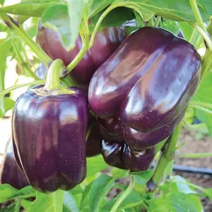 Purple Beauty Pepper Seeds