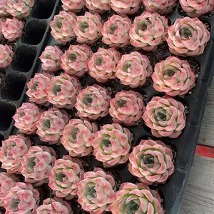 Echeveria 'Pink Crystal' Single Head (around 2.5'') - Bare Root Succulents - Terra Tales