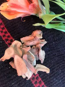 Galangal Root, Chewing John (Alpina galanga) - Witching Roots
