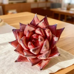 Echeveria agavoides Romeo  Single Bare Root Succulent – Beginner-Friendly Live Plant, Low Maintenance, Great for Home, Desk, Terrarium, or Holiday Decorations