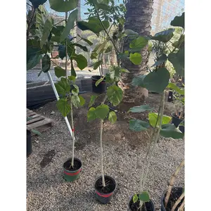 Ficus Umbellata