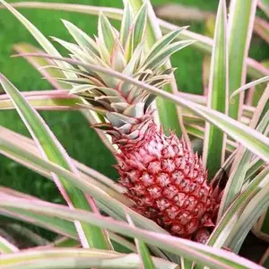Florida Special Pineapple (Ananas cosmosus)TC Plant Plug-6-8 in