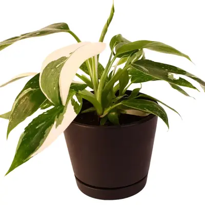 aroid philodendron Philodendron 'royal queen ' – Climbing Aroid main image 1