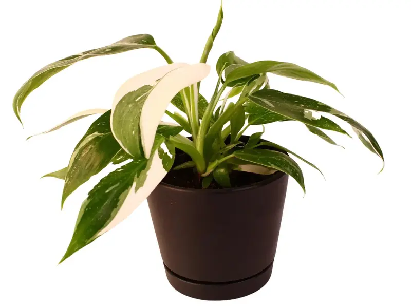 philodendron atabapoense variegated - TikTok Shop