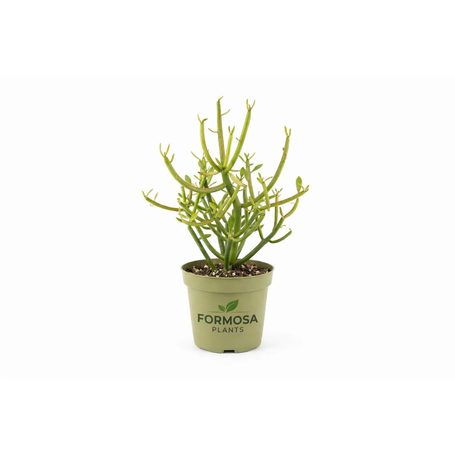 Pencil Cactus - 1 Live Plant in a 4 Inch Pot - Easy Care Drought Tolerant Succulent, Striking Indoor and Outdoor Plant - Euphorbia tirucalli