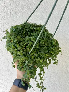 String of Frogs (Ficus Mini Oak Leaf) Pot 6” Indoor Plants -  Houseplant - Tropical Foliage
