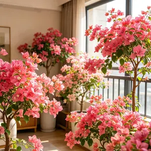 Multicolor Bougainvillea, Trangular Plum-South American Jasmine , Striking Landscaping Privacy Screen Plant Fast Growing & Maintain