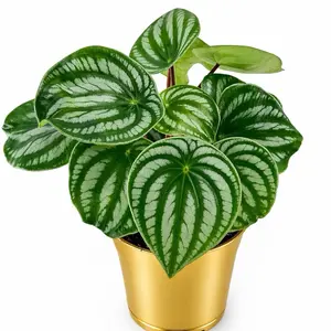 Peperomia Watermelon, 4 inch pot, Pet Safe, Beginner Friendly