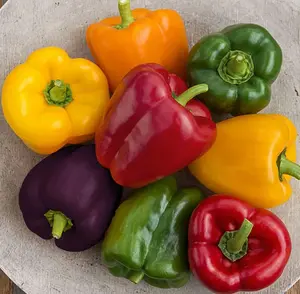 100+ Rainbow Blend Sweet Bell Pepper Seeds for Planting