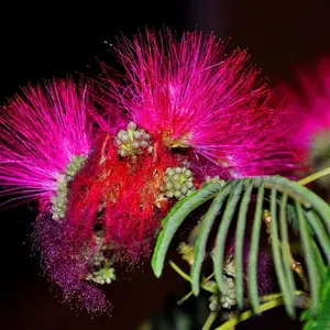 Cinnamon Pink Mimosa Tree Seedling Silkworm Albizia Julibrissin Starter Live Plant