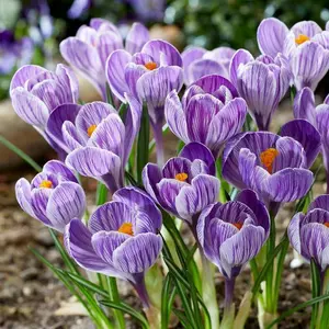 Tulipa Striped Crocus 20 Bulbs - Double Blooming Amaryllis Bulb, Easy to Grow Design, Suitable for Various Weather Conditions