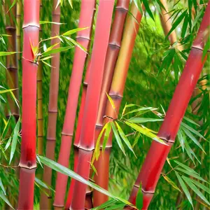 50 Red Panda Bamboo Seeds- Exotic Perennial Bamboo Plant Seeds, Rare Non-Invasive Variety for Gardens and Pots, Eco-Friendly Landscaping, Fast-Growing Decorative Grass Seeds
