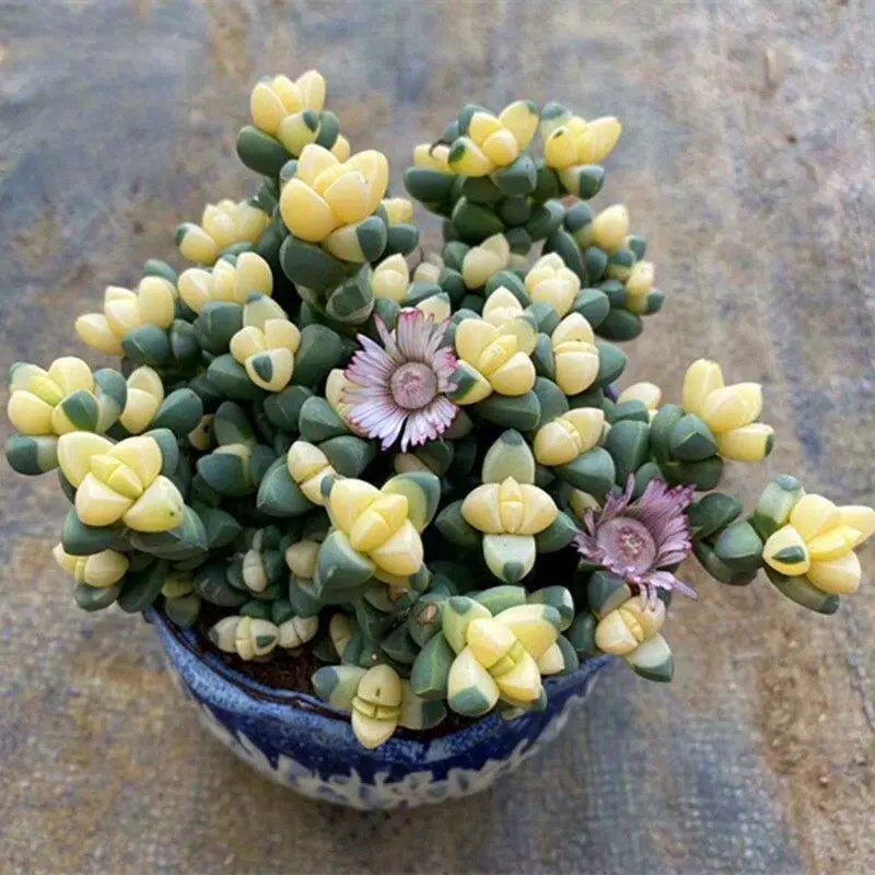 Deer Horn Succulent Potted Plant for Garden Bonsai Indoor Decoration - 2-Inch Pot