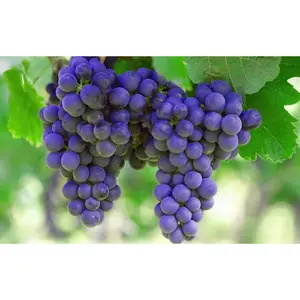 SUNBELT SEEDED GRAPE