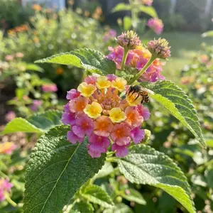 200 Pcs Lantana Flower Seeds for Planting Outdoor-Perennial Eustoma Cut Flower Plant Garden Home Ornamental Non-GMO