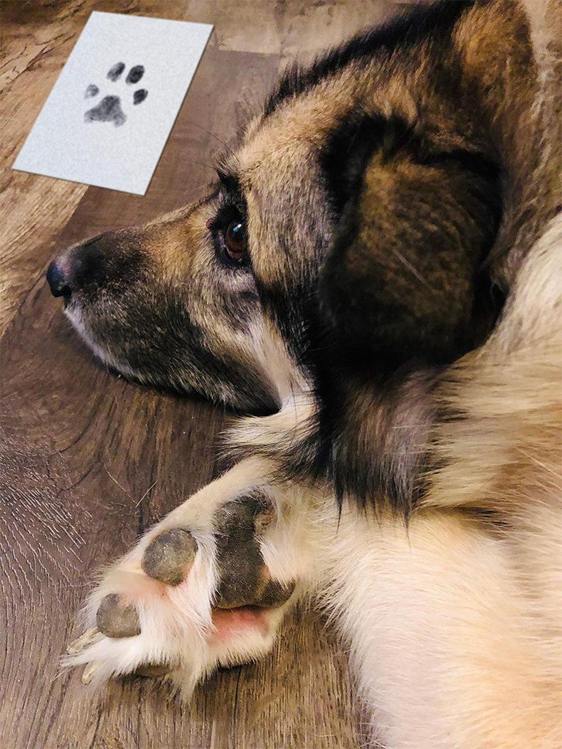No-clean Pet Paw Print Stamp Kit, DIY Keepsake Paw Impression Set, Cute Footprint Memorial Decor for Dog Cat, Ideal Craft Gift & Photo Album Ornament for Home Daily Use