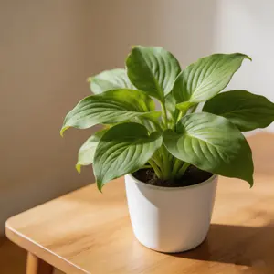 Hosta Seeds Perennial Shade Plant for Garden and Yard Non-GMO USA Made with Instructions for Easy Care and Versatile Growth summervibes