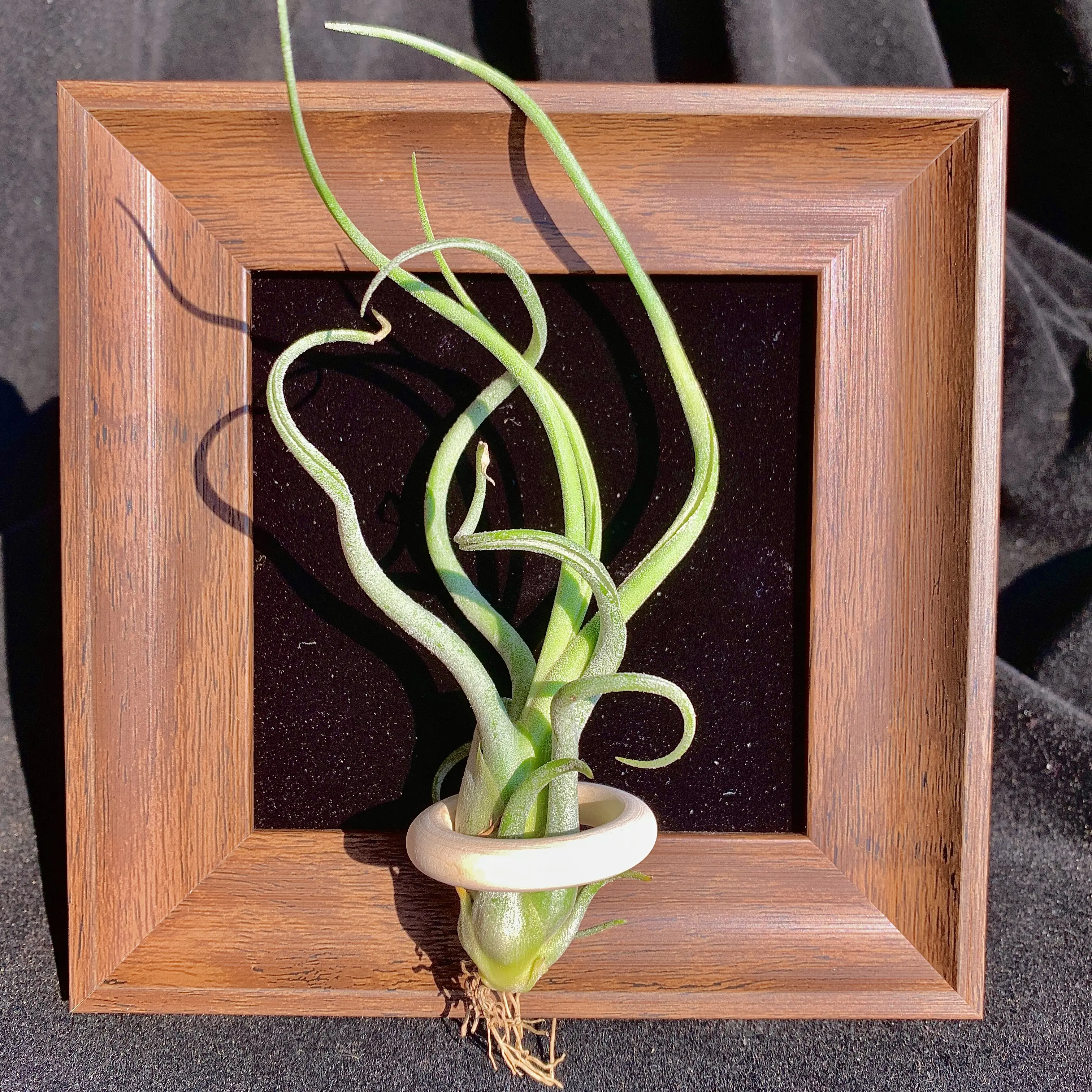 Black Frame – 4" with Single Plant（Medusa）