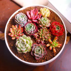 6pcs Assorted Succulents with Root, Different Varieties Live Plants Collection, Great for Gardener Beginner