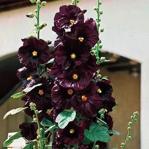 Green River 25 Black Hollyhock Seeds - Flower Seed Pack, Rare Cottage Garden Blooms, Perennial Flower Seeds for Outdoor Planting, Dramatic Tall Stalks, Clearance Seeds Mix