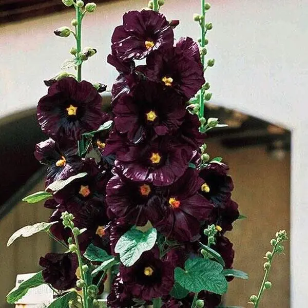 Green River 25 Black Hollyhock Seeds - Flower Seed Pack, Rare Cottage Garden Blooms, Perennial Flower Seeds for Outdoor Planting, Dramatic Tall Stalks, Clearance Seeds Mix
