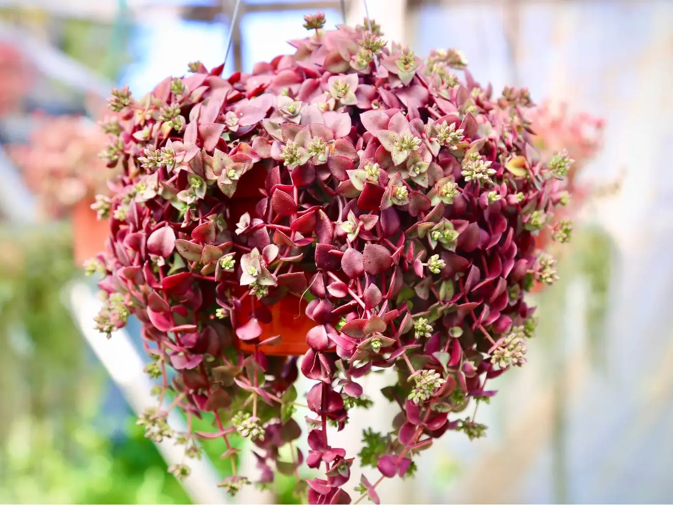 Pink Calico Kitten Trailing Succulents Live houseplant in 2" 4" 6" Pot