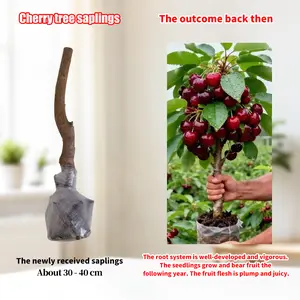 Sweet Cherry Tree Seedling for Home Garden – Easy-to-Grow, Beginner Friendly Fruiting Plant for Backyard, Patio, Balcony, or Container – Juicy Fresh Cherries