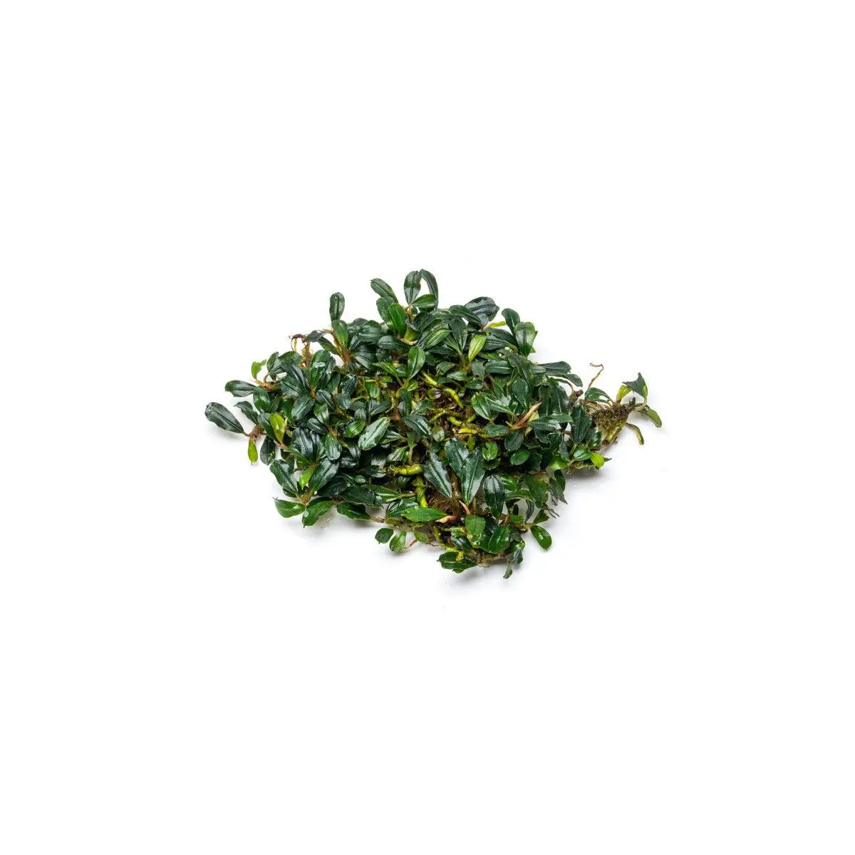 Bucephalandra Purple Blue Bucephalandra Purple Blue