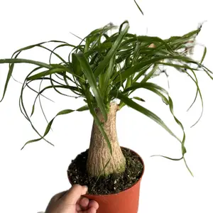 6" Ponytail Palm Tree, Pet Friendly & Easy Care Live Houseplant, Indoor Plant