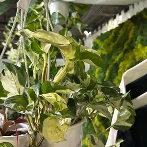 Pothos Manjula 4.5” Pot Houseplants
