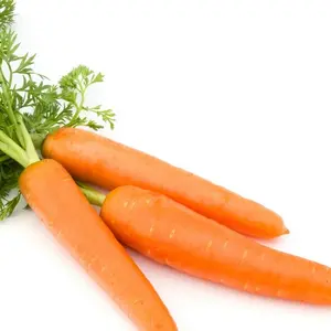 6000+ Carrot Seeds Non-GMO Vegetable Gardening & Microgreens Seeds 50g 11x16cm Perfect Gift for Any Occasion Summer Planting