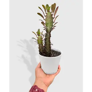 Euphorbia 'Trigona Rubra' Succulent