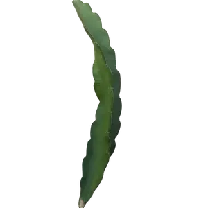 Dark Star Dragon Fruit – Certified Organic Cutting Dark Star Dragon Fruit – Certified Organic Cutting