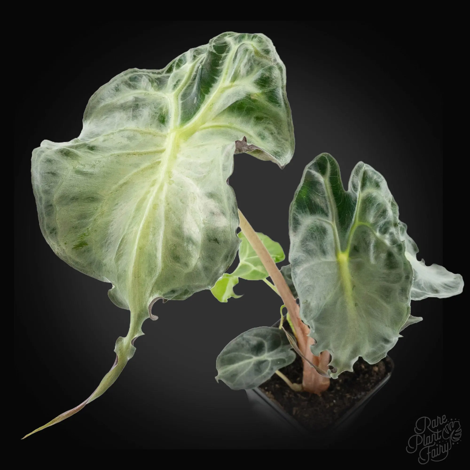 Alocasia 'Venom' *Grower's Choice*