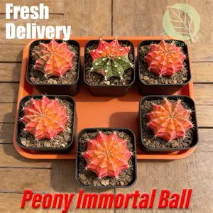 Peony cactus potted plants, succulent plant combination potted plants, easy to maintain, suitable for all seasons, green plants decorated in the living room and windowsill, no need for frequent watering, drought tolerance