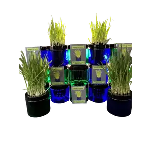 The prettiest way to spoil your cat Natural