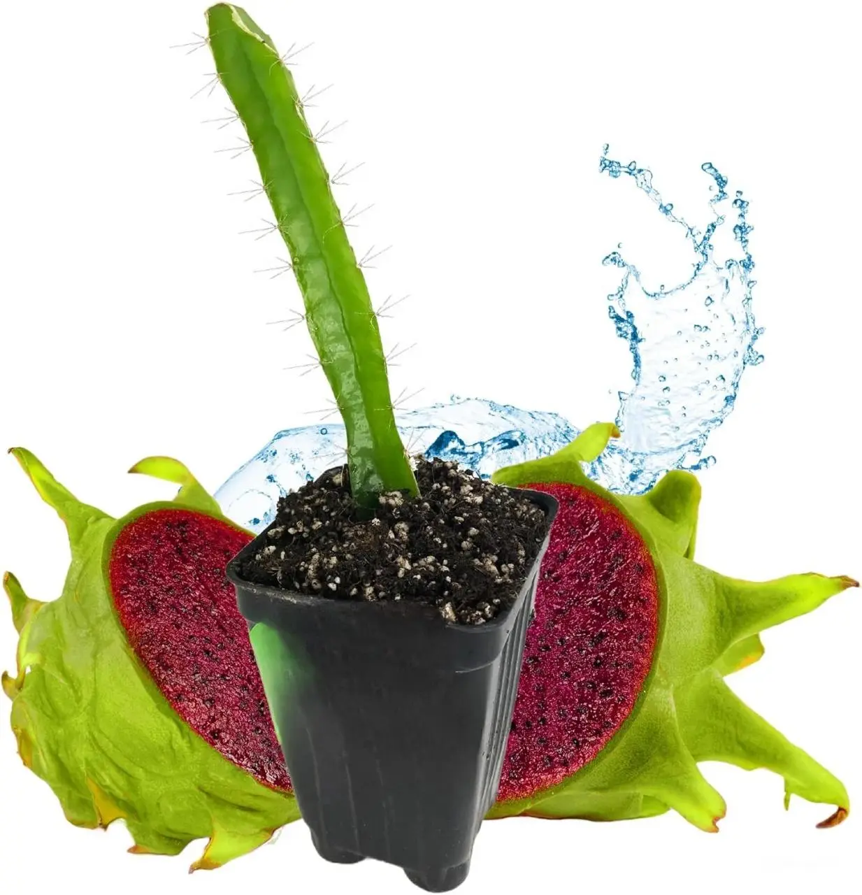 Edgar's Baby Dragon Fruit Cactus - Hylocereus undatus