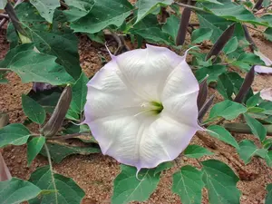 10 seeds Datura wrightii