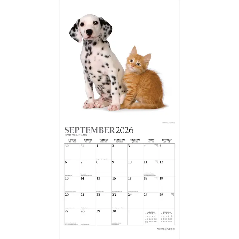 Kittens & Puppies | 2026 12 x 24 Inch (Hanging) Monthly Square Wall Calendar | Foil Stamped Cover | Plato | Animals Cute Kitten Pets 3